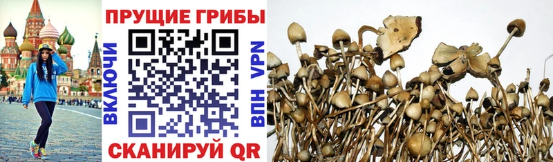 Псилоцибиновые грибы GOLDEN TEACHER  купить наркоту  Чекалин 